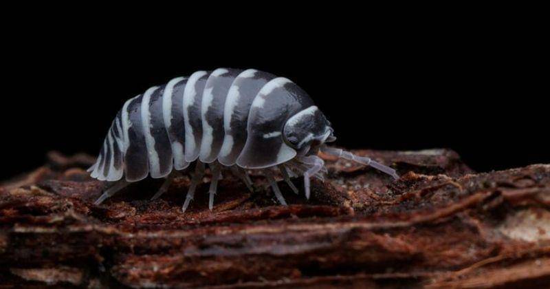 Freepik/kuritafsheen77